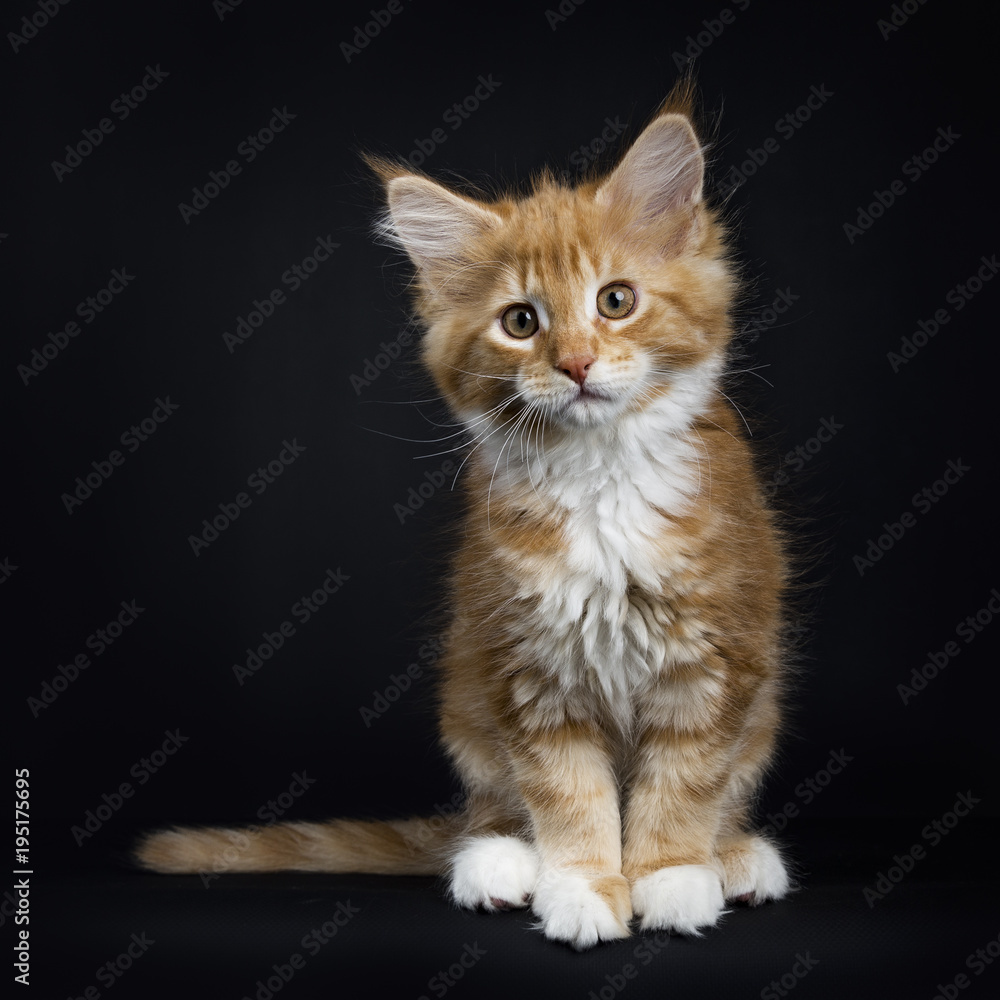 Red tabby with white Maine Coon cat / kitten sitting facing the camera with tail to the side isolated on black background