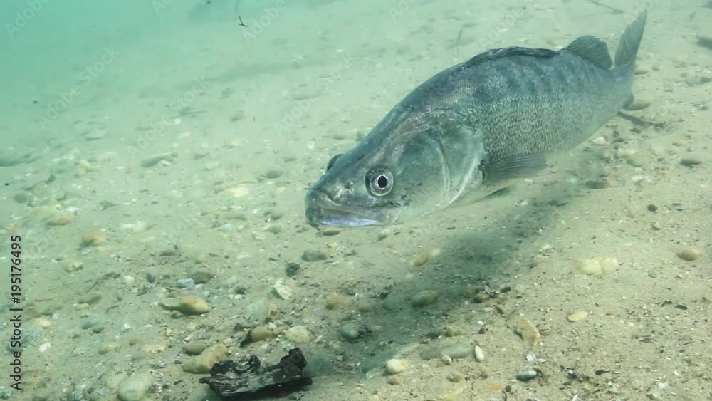 Beautiful Pike perch (Sander lucioperca). Underwater video of fresh water fish. Animals in nature. Close up swimming pike perch, Huge Walleye or Zander. Lake or river habitat. Beautiful Pike perch (Sander lucioperca). Underwater video of fresh water fish. Animals in nature. Close up swimming pike perch, Huge Walleye or Zander. Lake or river habitat.