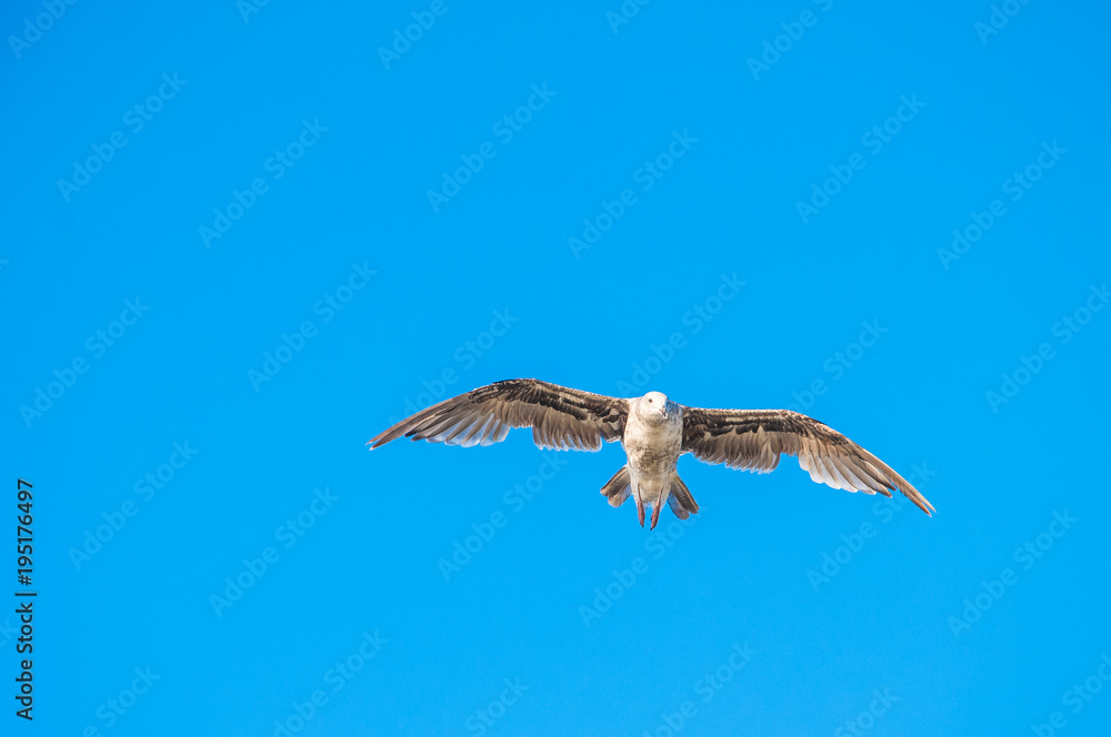 Fototapeta premium Seagull soaring in the blue sky