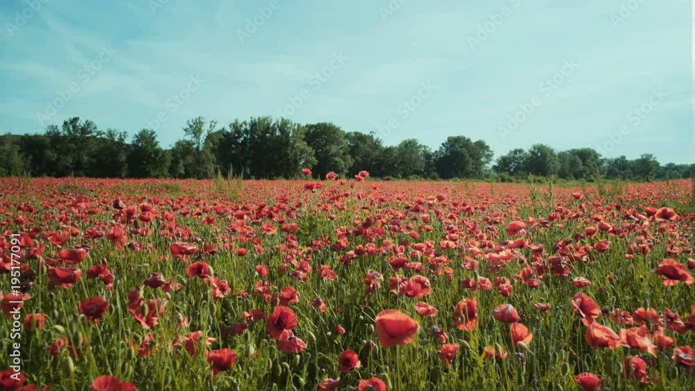 Poppy field. Sunset in the field. Poppy field. Sunset in the field.