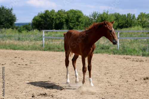 brown colt on the riding arena