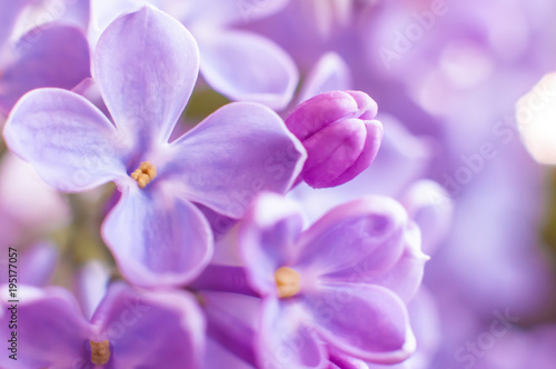 Purple flowers of lilac macro, close-up