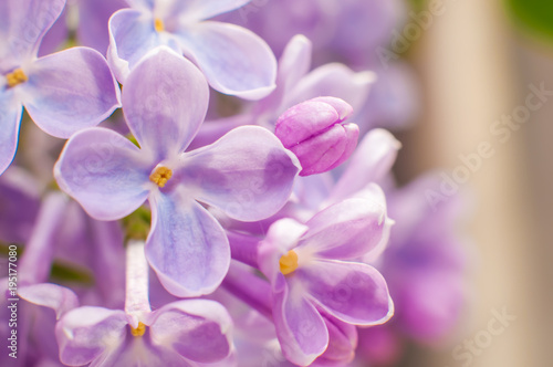 Purple flowers of lilac macro  close-up
