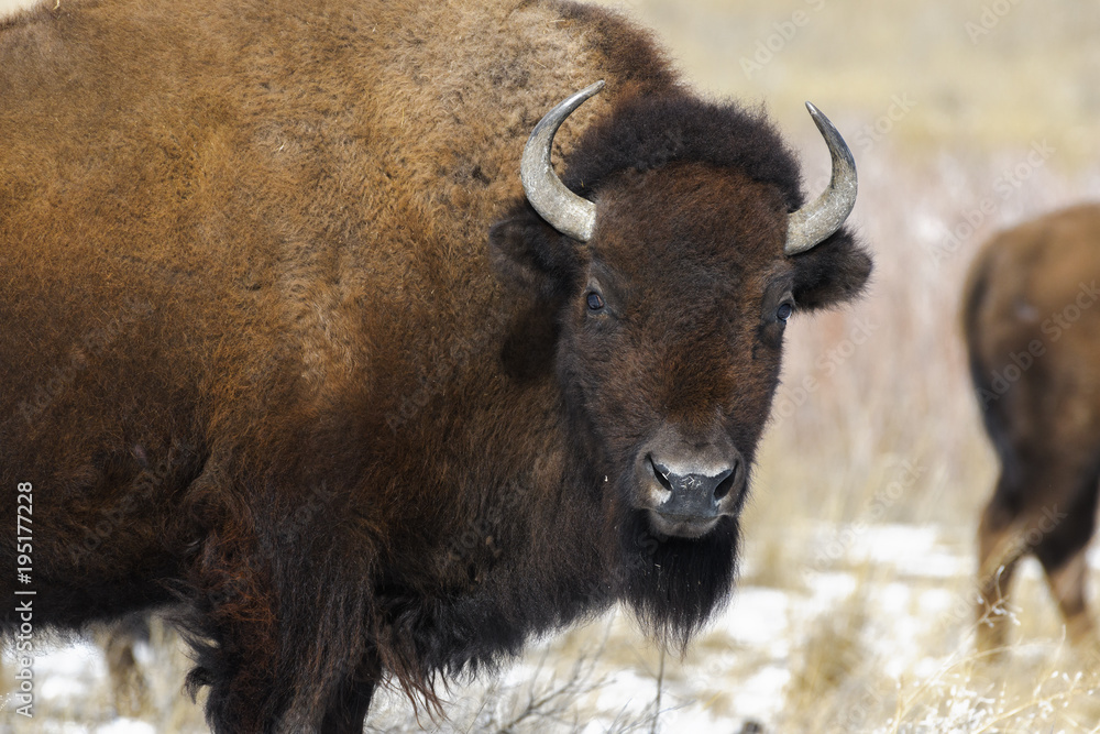 American bison bull takes a break from grazing on the prairie in Colorado American bison bull takes a break from grazing on the prairie in Colorado