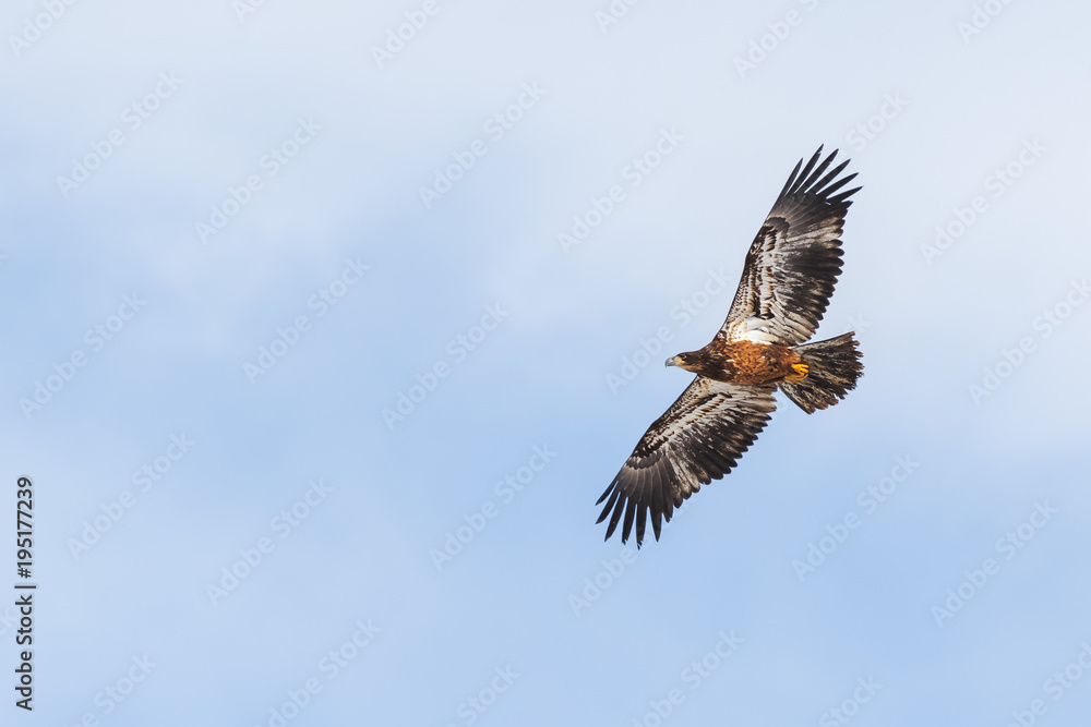 Fototapeta premium Red-tailed hawk flies above in the Rocky Mountains, Colorado