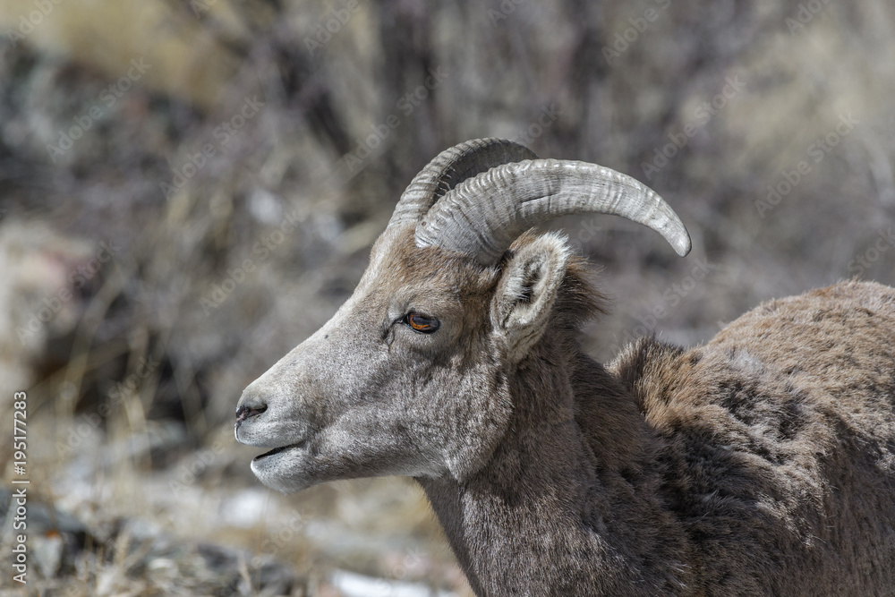 Bighorn sheep looks for food in the winter in the Rocky Mountains, Colorado