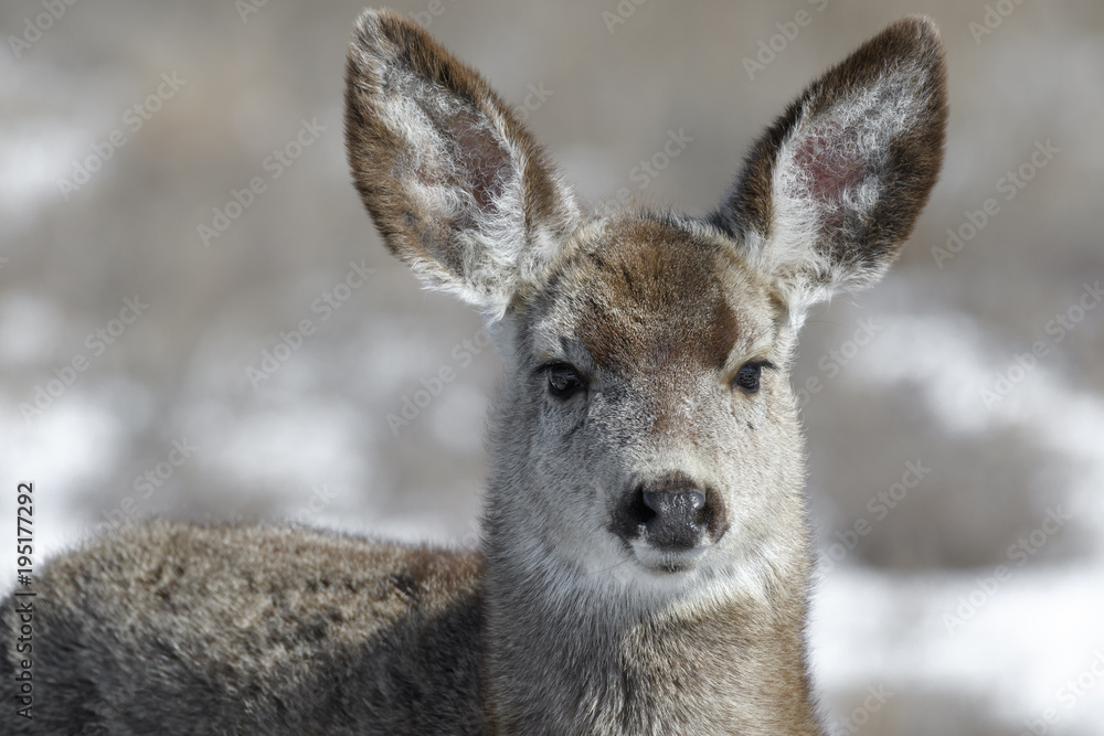 Curious young female mule deer finds food during winter in Colorado Curious young female mule deer finds food during winter in Colorado