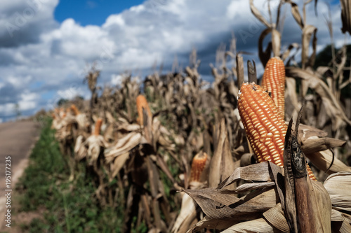 Brown and dried out corn and corn stocks still standing in a corn field after the harvest season has ended.