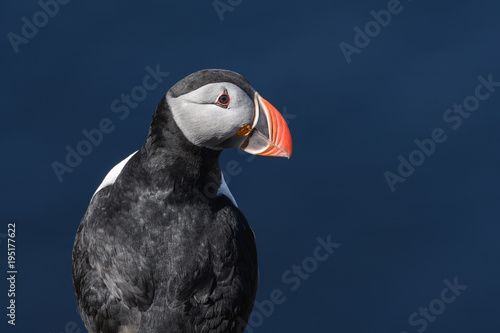 Puffin enjoys a beautiful day on the Langanes Peninsula bird cliffs in north Iceland © Tabor Chichakly