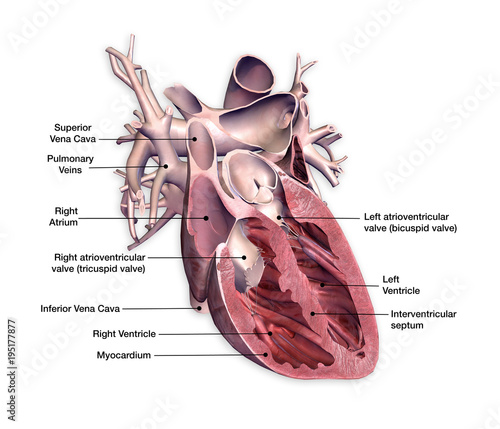 Cross Section of Human Heart with Labels on White Background photo