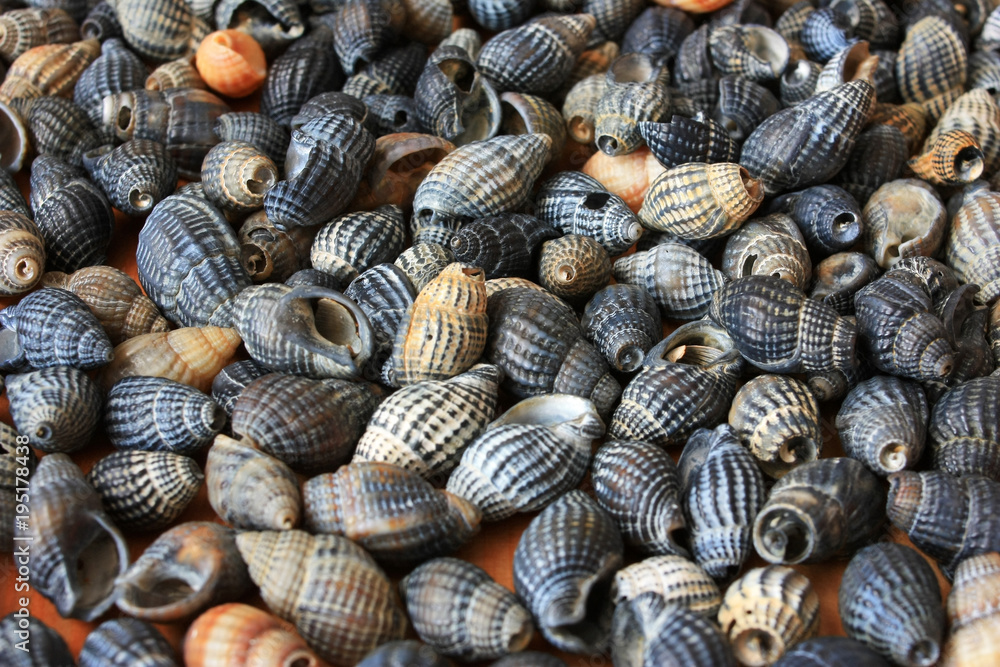 Empty sea shells Empty sea shells