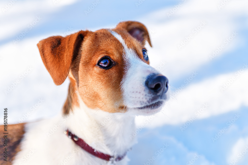 Jack Russel puppy on the snow