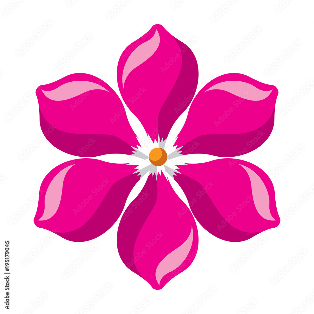 frangipani flower natural bloom decoration ornament frangipani flower natural bloom decoration ornament