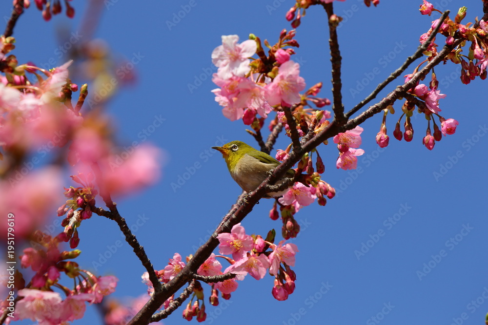 桜とメジロ