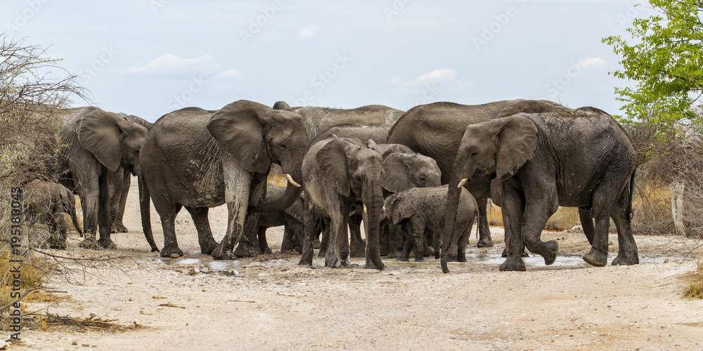 Elephant family drinking and playing in the mud in Etosha National Park in Namibia