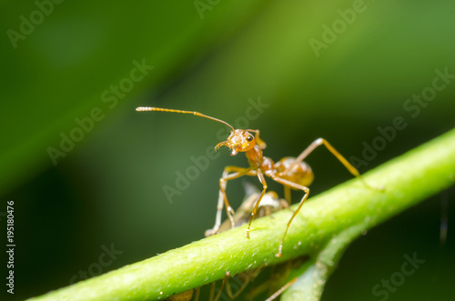 Ants are hanging on branches. © Kunchit