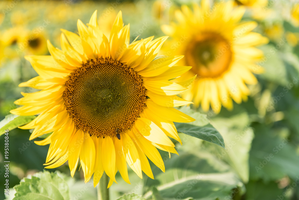 Sunflower and Bumblebee