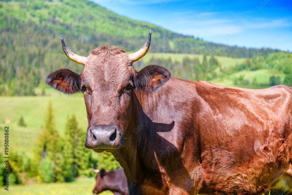 portrait of brown cow portrait of brown cow