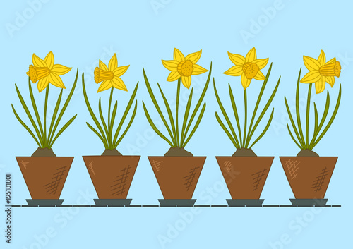 Fototapeta Naklejka Na Ścianę i Meble -  Daffodils in flower pots. Spring flowers. Vector illustration.