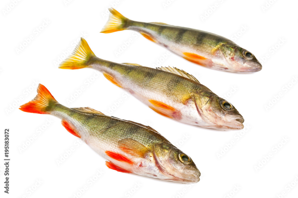 tree fresh perch isolated