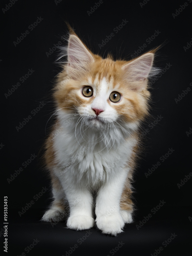 Red tabby high white Maine Coon cat / kitten walking towards the camera looking curious isolated on black background. Red tabby high white Maine Coon cat / kitten walking towards the camera looking curious isolated on black background.