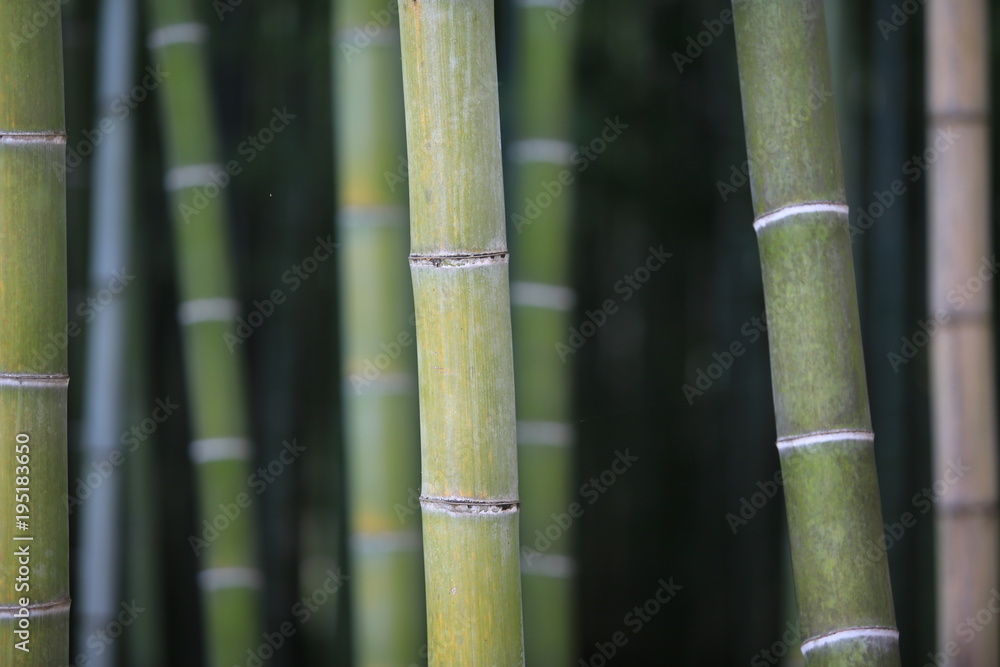 bamboo forest in japan garden bamboo forest in japan garden