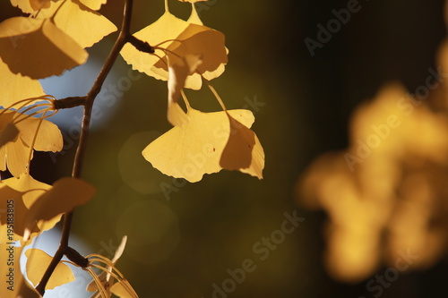 asia,asian,autumn,background,beautiful,building,change,closeup,color,colorful,eaves,fall,foliage,forest,full,garden,gardening,gingko,golden,heritage,house,hue,japan,japanese,ji,kyoto,landscape,leafage photo