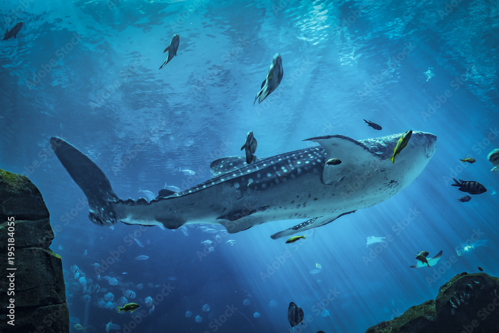 Whale Shark