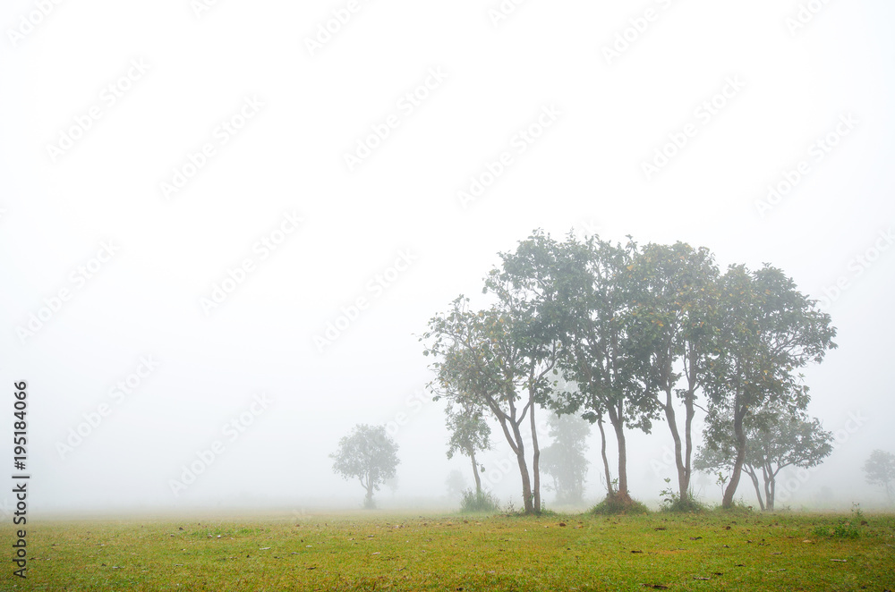 Fototapeta premium Trees in the mist on the meadow