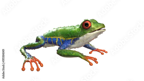 3d Illustration Red-Eyed Amazon Tree Frog (Agalychnis Callidryas),A tropical rain forest animal with vibrant eye isolated on a white background. 3d rendering.