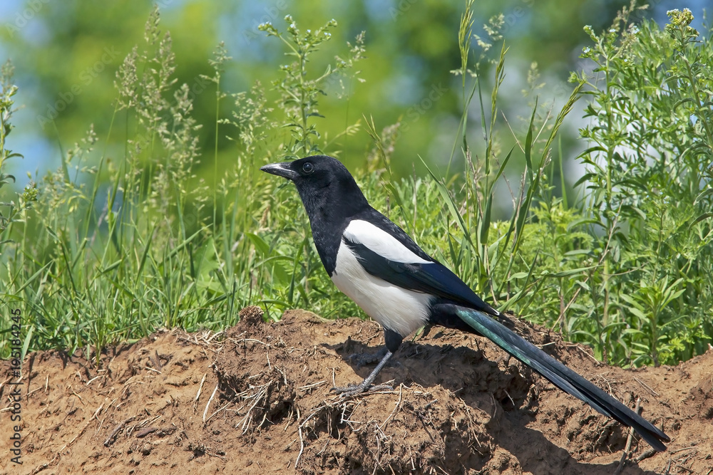 an expressive bird magpie sits on a earthen hill an expressive bird magpie sits on a earthen hill