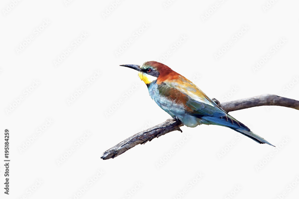 beautiful colorful bird the bee-eater sitting on a tree branch