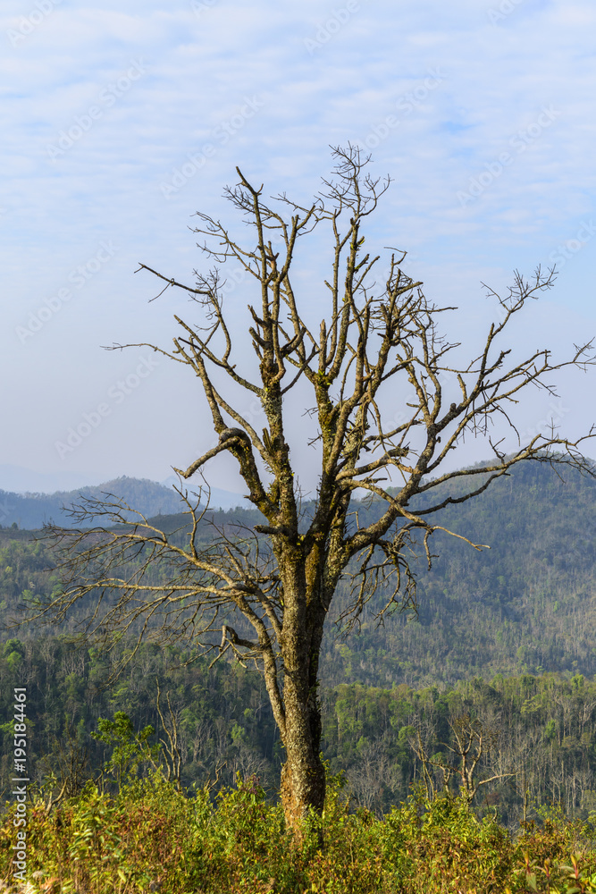 alone tree on alone tree on