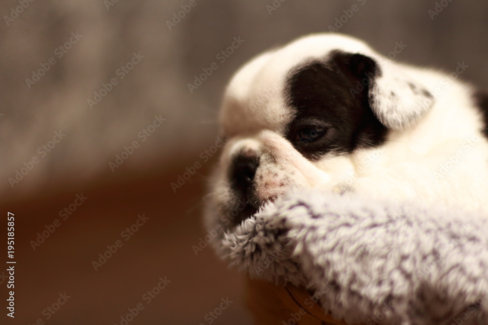bulldog, French bulldog, puppy, black, white, beauty, dog, animal