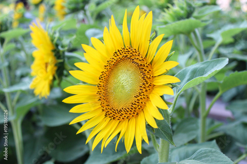 Sunflower Garden. Sunflower has many health benefits. Sunflower oil improves skin health and promotes cell regeneration. Beautiful yellow Feel fresh in the summer.