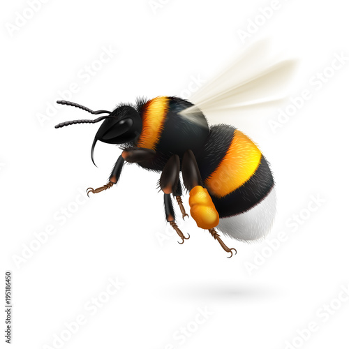 Bumblebee