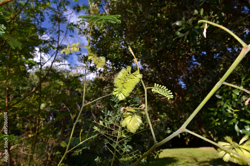 Paraserianthes lophantha photo