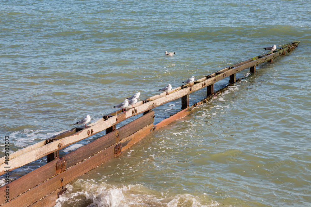 Seagulls Perching