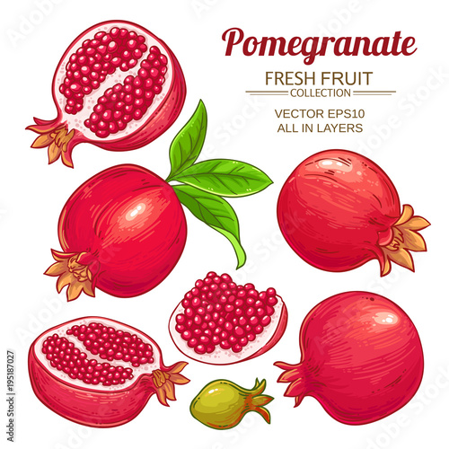 pomegranate fruits vector set