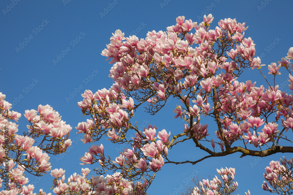 beautiful magnolia trees in full blossom with pink and white flowers, springtime park background beautiful magnolia trees in full blossom with pink and white flowers, springtime park background
