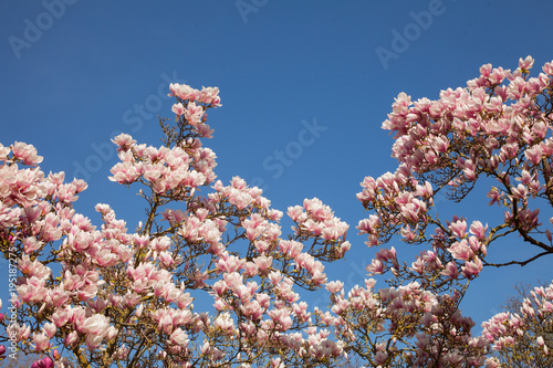 beautiful magnolia trees in full blossom with pink and white flowers, springtime park background