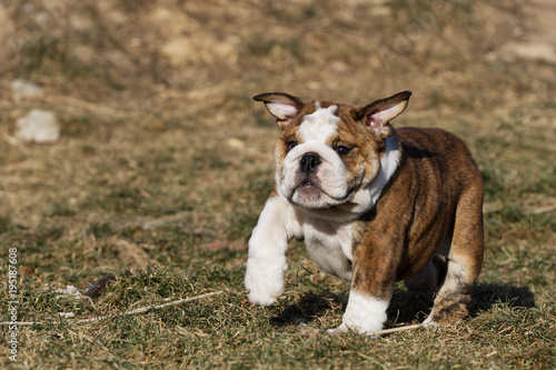 Fototapeta Naklejka Na Ścianę i Meble -  Small puppy of english bulldog running