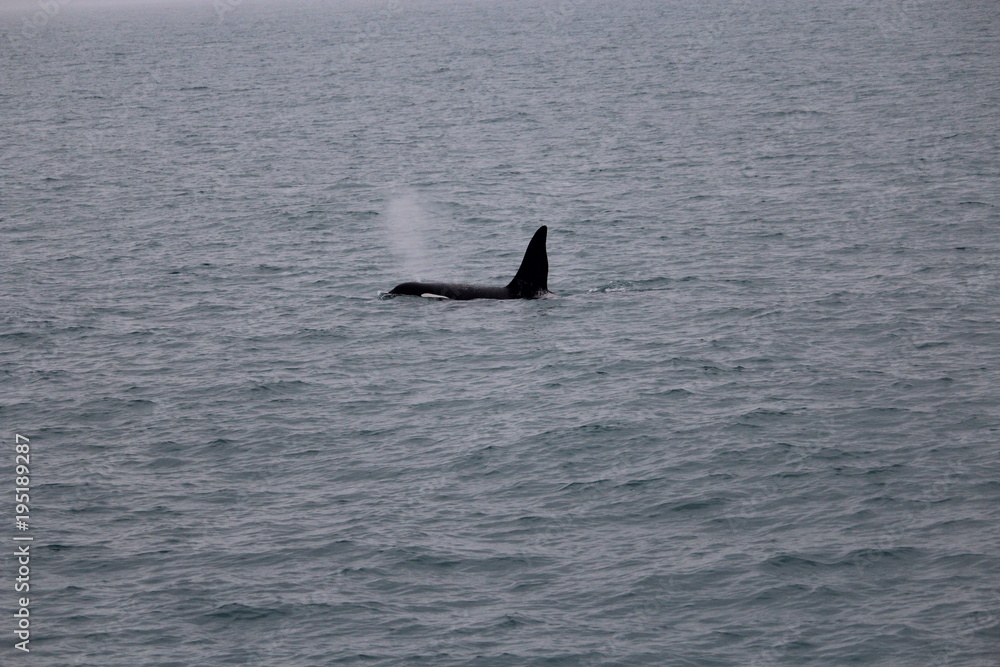 Fototapeta premium whale watching- orca / killer whale in iceland