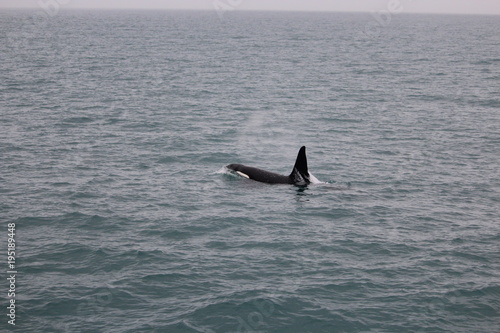 whale watching- orca / killer whale in iceland © Meermandy