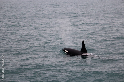 whale watching- orca   killer whale in iceland