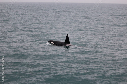 whale watching- orca / killer whale in iceland © Meermandy