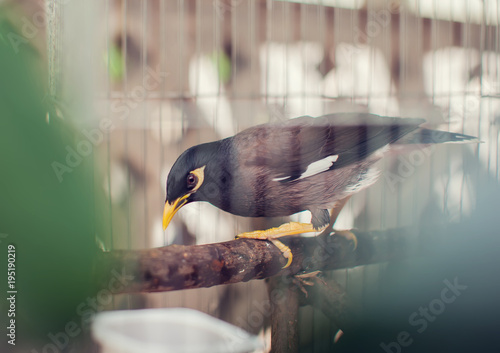 acridotheres maina bird in the cage outdoor