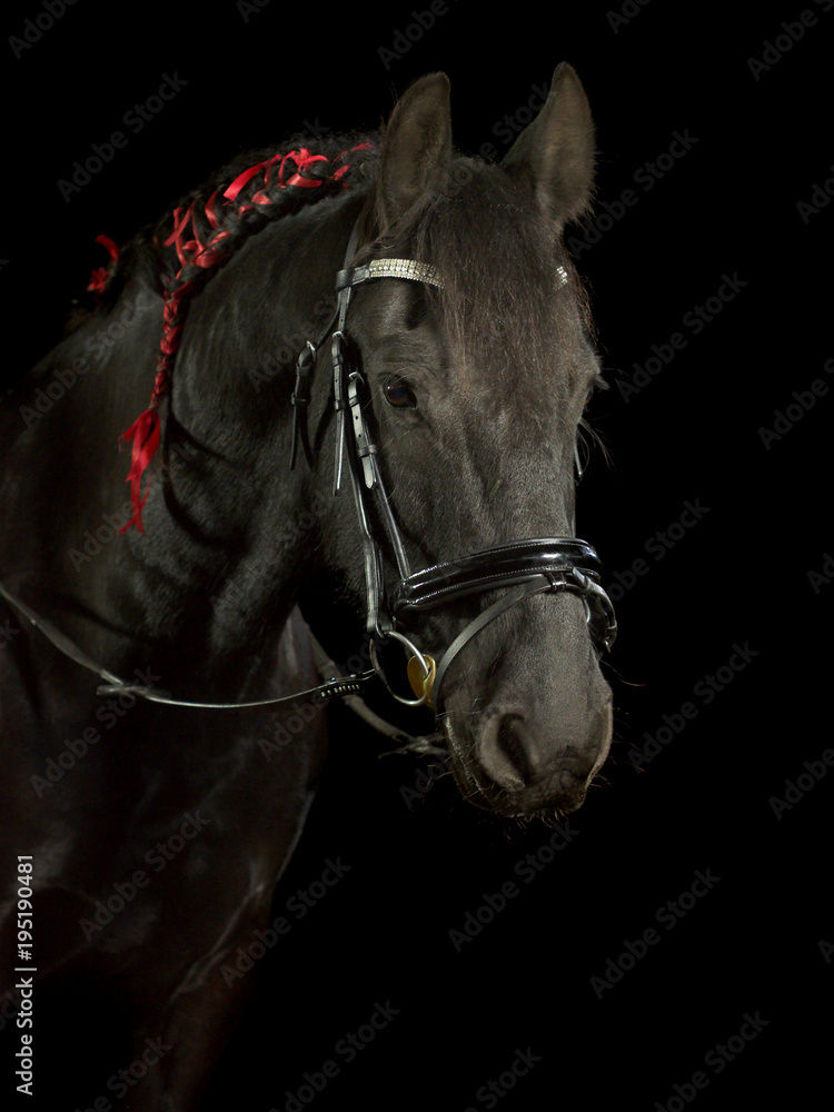Schwarzes Pferd (Rappe) mit eingeflochtener Mähne und roten Schleifen im Fotostudio vor schwarzem Hintergrund.