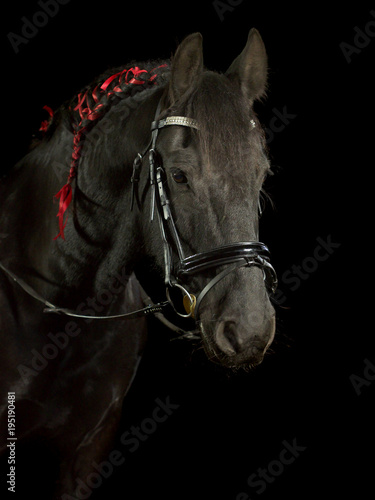 Schwarzes Pferd (Rappe) mit eingeflochtener Mähne und roten Schleifen im Fotostudio vor schwarzem Hintergrund.