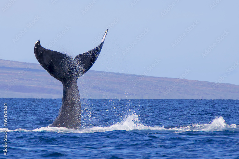 Fototapeta premium Humpback Whale Tail Emerges Straight Up From Ocean